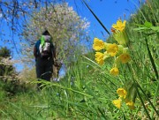 30 Primula veris (Primula odorosa)